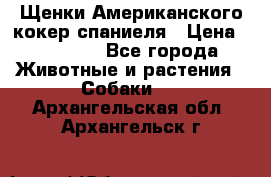 Щенки Американского кокер спаниеля › Цена ­ 15 000 - Все города Животные и растения » Собаки   . Архангельская обл.,Архангельск г.